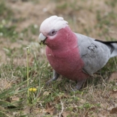 Eolophus roseicapilla at Lyneham, ACT - 3 Oct 2018