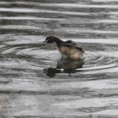 Tachybaptus novaehollandiae (Australasian Grebe) at Lyneham, ACT - 3 Oct 2018 by AlisonMilton