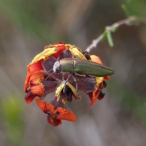 Melobasis propinqua at Kambah, ACT - 2 Oct 2018 01:54 PM