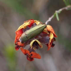 Melobasis propinqua at Kambah, ACT - 2 Oct 2018 01:54 PM