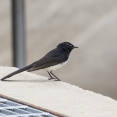 Rhipidura leucophrys (Willie Wagtail) at City Renewal Authority Area - 3 Oct 2018 by AlisonMilton