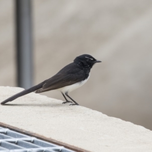 Rhipidura leucophrys at Lyneham, ACT - 3 Oct 2018 11:59 AM