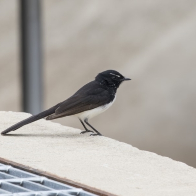 Rhipidura leucophrys (Willie Wagtail) at City Renewal Authority Area - 3 Oct 2018 by AlisonMilton