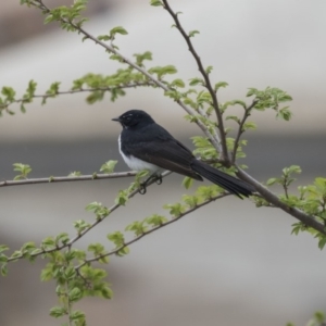 Rhipidura leucophrys at Lyneham, ACT - 3 Oct 2018 11:59 AM