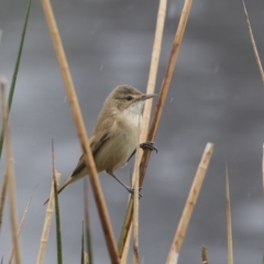 Acrocephalus australis (Australian Reed-Warbler) at Lyneham, ACT - 3 Oct 2018 by AlisonMilton