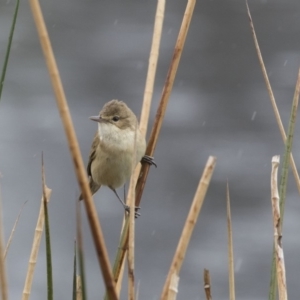 Acrocephalus australis at Lyneham, ACT - 3 Oct 2018