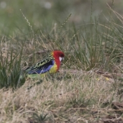 Platycercus eximius (Eastern Rosella) at Lyneham Wetland - 3 Oct 2018 by Alison Milton