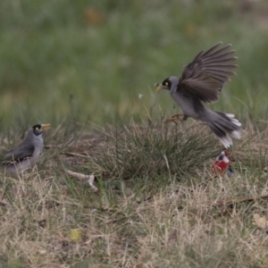 Manorina melanocephala at Lyneham Wetland - 3 Oct 2018