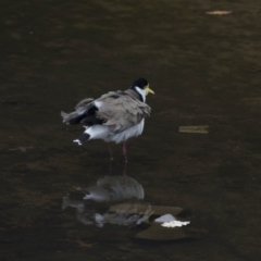 Vanellus miles (Masked Lapwing) at City Renewal Authority Area - 3 Oct 2018 by Alison Milton