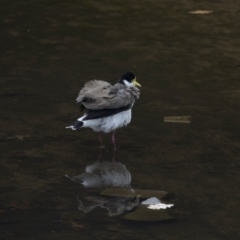 Vanellus miles at Lyneham, ACT - 3 Oct 2018 01:00 PM