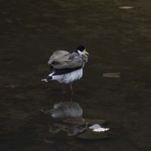 Vanellus miles at Lyneham, ACT - 3 Oct 2018 01:00 PM