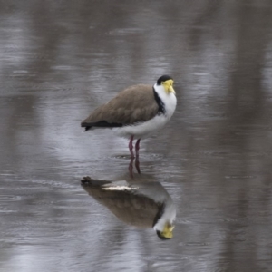 Vanellus miles at Lyneham, ACT - 3 Oct 2018 01:00 PM