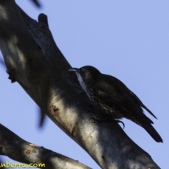 Cormobates leucophaea (White-throated Treecreeper) at ANBG South Annex - 30 Sep 2018 by BIrdsinCanberra