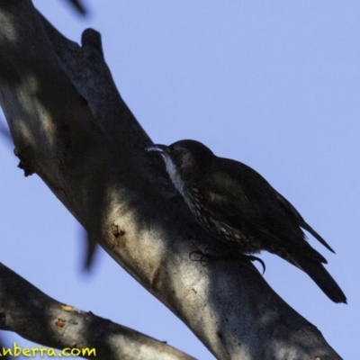 Cormobates leucophaea (White-throated Treecreeper) at Acton, ACT - 1 Oct 2018 by JonSteinbeck