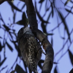 Cormobates leucophaea at Acton, ACT - 1 Oct 2018 07:53 AM