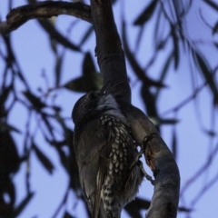 Cormobates leucophaea at Acton, ACT - 1 Oct 2018 07:53 AM