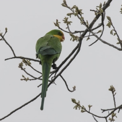 Polytelis swainsonii (Superb Parrot) at Lyneham Wetland - 3 Oct 2018 by AlisonMilton