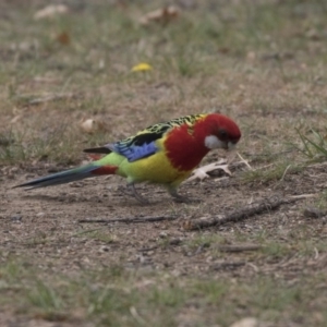 Platycercus eximius at Lyneham, ACT - 3 Oct 2018 01:26 PM