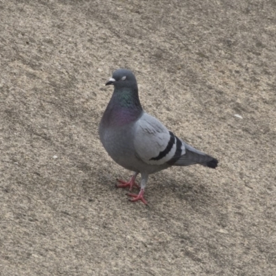 Columba livia (Rock Dove (Feral Pigeon)) at Sullivans Creek, Lyneham South - 3 Oct 2018 by AlisonMilton