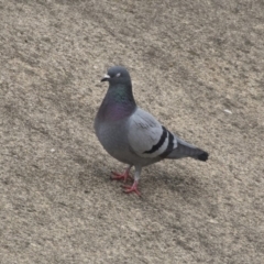 Columba livia (Rock Dove (Feral Pigeon)) at Lyneham, ACT - 3 Oct 2018 by Alison Milton
