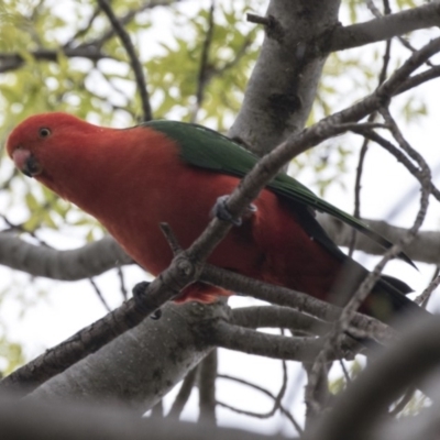 Alisterus scapularis (Australian King-Parrot) at Lyneham, ACT - 3 Oct 2018 by AlisonMilton