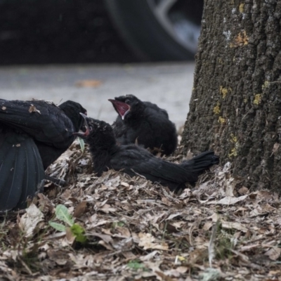 Corcorax melanorhamphos (White-winged Chough) at Lyneham, ACT - 3 Oct 2018 by AlisonMilton