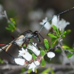 Cryptandra amara (Bitter Cryptandra) at Karabar, NSW - 2 Oct 2018 by Harrisi