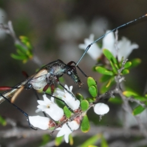 Cryptandra amara at Karabar, NSW - 2 Oct 2018 04:19 PM