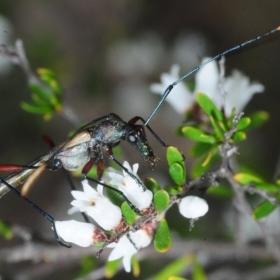 Cryptandra amara (Bitter Cryptandra) at Karabar, NSW - 2 Oct 2018 by Harrisi