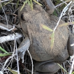 Limnodynastes dumerilii (Eastern Banjo Frog) at Sutton, NSW - 30 Sep 2018 by Whirlwind
