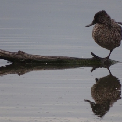 Stictonetta naevosa (Freckled Duck) at Jerrabomberra Wetlands - 2 Oct 2018 by roymcd