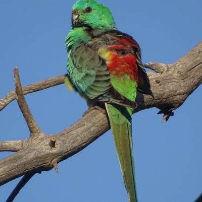 Psephotus haematonotus (Red-rumped Parrot) at Fyshwick, ACT - 2 Oct 2018 by roymcd