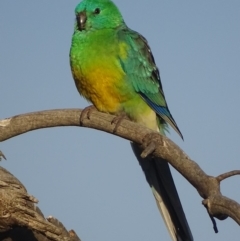 Psephotus haematonotus at Fyshwick, ACT - 2 Oct 2018