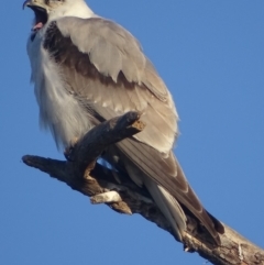 Elanus axillaris (Black-shouldered Kite) at Fyshwick, ACT - 1 Oct 2018 by roymcd