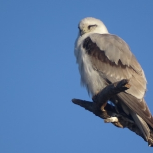 Elanus axillaris at Fyshwick, ACT - 2 Oct 2018