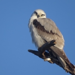 Elanus axillaris at Fyshwick, ACT - 2 Oct 2018 07:43 AM