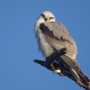 Elanus axillaris at Fyshwick, ACT - 2 Oct 2018 07:43 AM