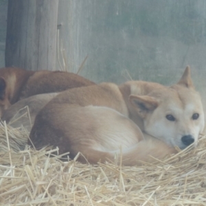 Canis lupus at Molonglo Valley, ACT - 28 Jul 2015 04:26 PM