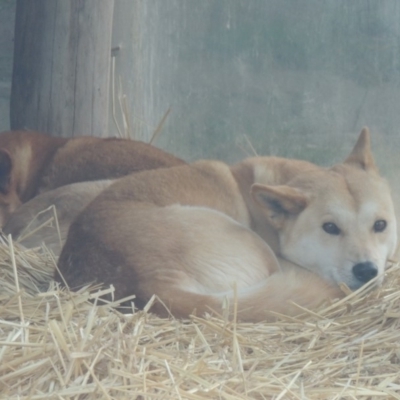 Canis lupus (Dingo / Wild Dog) at National Zoo and Aquarium - 28 Jul 2015 by michaelb