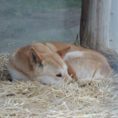 Canis lupus at Molonglo Valley, ACT - 28 Jul 2015