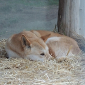 Canis lupus at Molonglo Valley, ACT - 28 Jul 2015