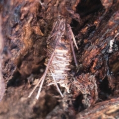 Oiketicus sp. (genus) (A case moth) at Illilanga & Baroona - 17 Sep 2018 by Illilanga