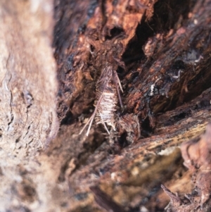 Oiketicus sp. (genus) at Michelago, NSW - 17 Sep 2018