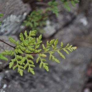 Cheilanthes austrotenuifolia at Griffith, ACT - 3 Feb 2018