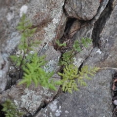 Cheilanthes austrotenuifolia at Griffith, ACT - 3 Feb 2018