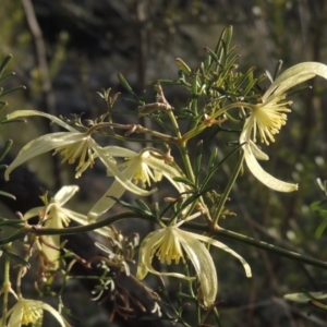 Clematis leptophylla at Bullen Range - 22 Sep 2018 06:55 PM