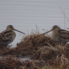 Gallinago hardwickii (Latham's Snipe) at Fyshwick, ACT - 4 Oct 2018 by roymcd