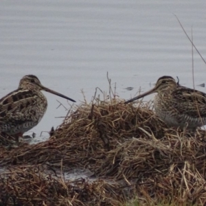 Gallinago hardwickii at Fyshwick, ACT - 4 Oct 2018