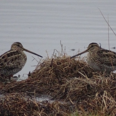 Gallinago hardwickii (Latham's Snipe) at Jerrabomberra Wetlands - 3 Oct 2018 by roymcd