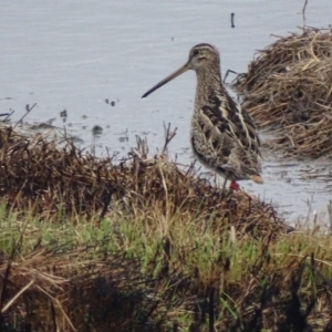 Gallinago hardwickii at Fyshwick, ACT - 4 Oct 2018 08:35 AM